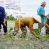 IP 300 Sidrap Bikin Petani Sejahtera, Mesin Uang Baru dari Sawah