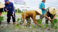 IP 300 Sidrap Bikin Petani Sejahtera, Mesin Uang Baru dari Sawah