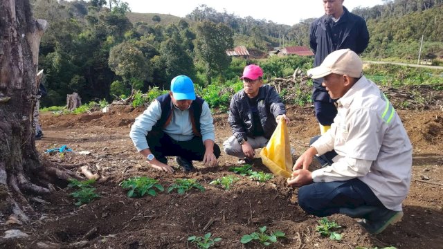 Bangun Sentra Baru, Andi Abdullah Rahim Dorong Mabusa Jadi Basis Produksi Kentang Sulsel