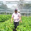 Bupati Luwu Tinjau Pembibitan Kakao dan Pala di Kecamatan Suli