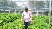 Bupati Luwu Tinjau Pembibitan Kakao dan Pala di Kecamatan Suli