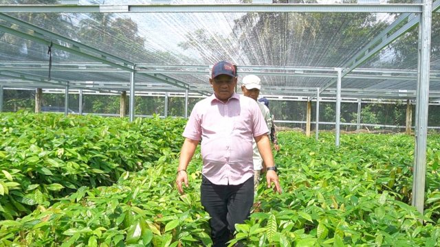 Bupati Luwu Tinjau Pembibitan Kakao dan Pala di Kecamatan Suli