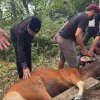 Patudangi Sembelih Dua Ekor Sapi Kurban, Daging Dibagikan kepada Warga Kurang Mampu