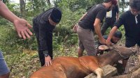Patudangi Sembelih Dua Ekor Sapi Kurban, Daging Dibagikan kepada Warga Kurang Mampu