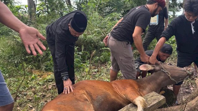 Patudangi Sembelih Dua Ekor Sapi Kurban, Daging Dibagikan kepada Warga Kurang Mampu