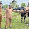 Sapi Hasil Inseminasi Buatan Peternak Sidrap Diusulkan Jadi Kurban Presiden