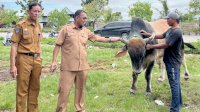 Sapi Hasil Inseminasi Buatan Peternak Sidrap Diusulkan Jadi Kurban Presiden