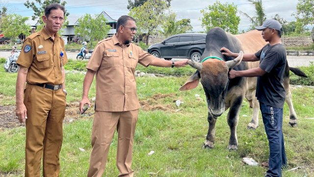 Sapi Hasil Inseminasi Buatan Peternak Sidrap Diusulkan Jadi Kurban Presiden