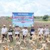Panen Raya Serentak Bersama Presiden, Sidrap Tegaskan Kesiapan Amankan Stok Jagung