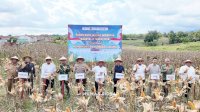 Panen Raya Serentak Bersama Presiden, Sidrap Tegaskan Kesiapan Amankan Stok Jagung