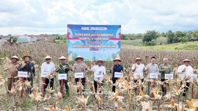 Panen Raya Serentak Bersama Presiden, Sidrap Tegaskan Kesiapan Amankan Stok Jagung