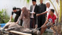 Bupati Syaharuddin dan Keluarga Berbagi Kebahagiaan Kurban di Hari Iduladha