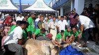 Bupati Sidrap Sembelih Langsung Hewan Kurban Bantuan Presiden, Warga Antusias