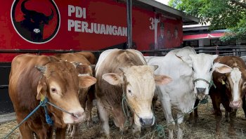 Tebar 45 Sapi Kurban, Ridwan Wittiri: Idul Adha Momentum Perkuat Solidaritas