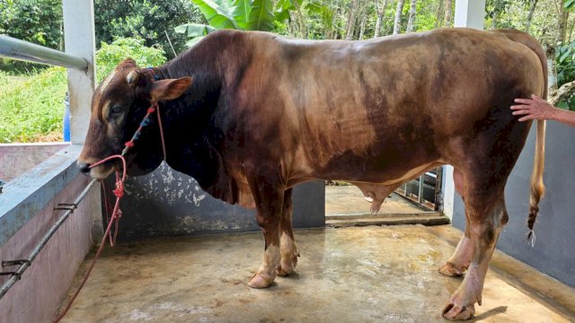 Bulukumba Berkurban 1.936 Ekor, Sapi Bantuan Presiden Tembus 914 Kg