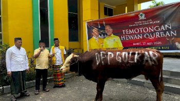 Golkar Sulsel Terima Sapi Kurban dari Ketum Bahlil Lahadalia, Total 6 Ekor Disiapkan untuk Iduladha 1447 H