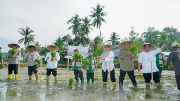 Pertanian Jadi Jantung Barru, Pemkab Percepat Tanam Program Oplah