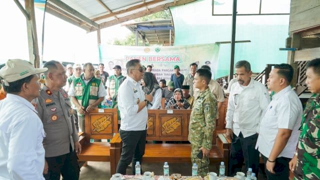 Wabup Barru Ikuti Panen Raya, Produktivitas Capai 6 Ton per Hektare
