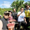 Panen Kopi Robusta di Tana Toro, Bupati Syaharuddin Soroti Potensi Jadi Sentra Baru