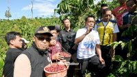 Panen Kopi Robusta di Tana Toro, Bupati Syaharuddin Soroti Potensi Jadi Sentra Baru