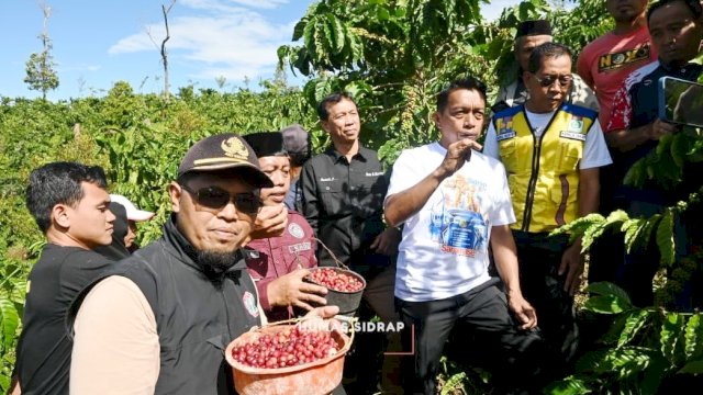 Panen Kopi Robusta di Tana Toro, Bupati Syaharuddin Soroti Potensi Jadi Sentra Baru