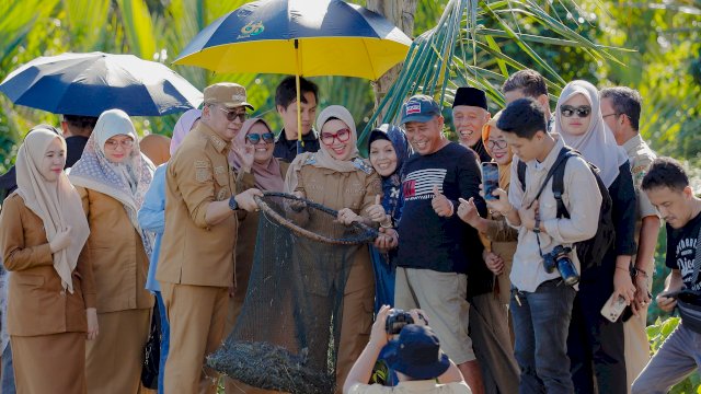 Bupati Barru Turun Langsung Pimpin Panen Udang Vaname