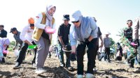 Barru Jadi Lokasi Penangkar Benih Jagung Unhas-Taiwan, Andi Ina Dorong Kolaborasi Cetak Petani Naik Kelas