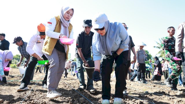 Barru Jadi Lokasi Penangkar Benih Jagung Unhas-Taiwan, Andi Ina Dorong Kolaborasi Cetak Petani Naik Kelas