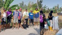 Kemarau Tak Putuskan Panen, Listrik Masuk Sawah Bantu Petani Kadidi