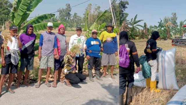 Kemarau Tak Putuskan Panen, Listrik Masuk Sawah Bantu Petani Kadidi
