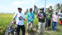 Bupati Sidrap Susuri Sawah Tiga Kecamatan, Siapkan Sumur Bor hingga Pompa Danau Hadapi El Nino