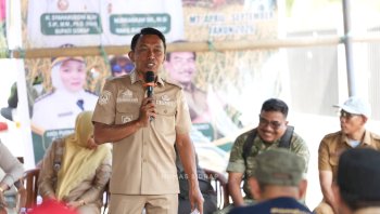 El Nino Tak Mampu Bendung Sawah Sidrap! Padaloang Alau Panen 11,6 Ton Gabah per Hektare