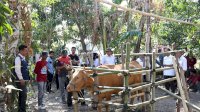 Sapi Diobati, Kucing Divaksin: Jambore Pelayanan Publik Bulukumba Hadir di Gantarang