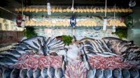Apartemen Ikan Pemprov Sulsel Berbuah Manis, Nelayan Kupa Barru Raup Tangkapan Senilai Rp200 Juta